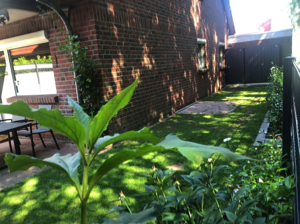 1-2_Garten-40_04.07.2025_IMG_6275